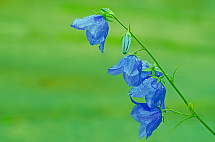 selective focus photography of blue petaled flowers with water dew HD wallpaper