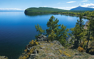 green trees near the ocean