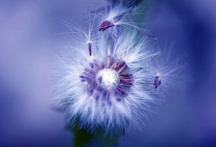 white dandelion in close up photo HD wallpaper
