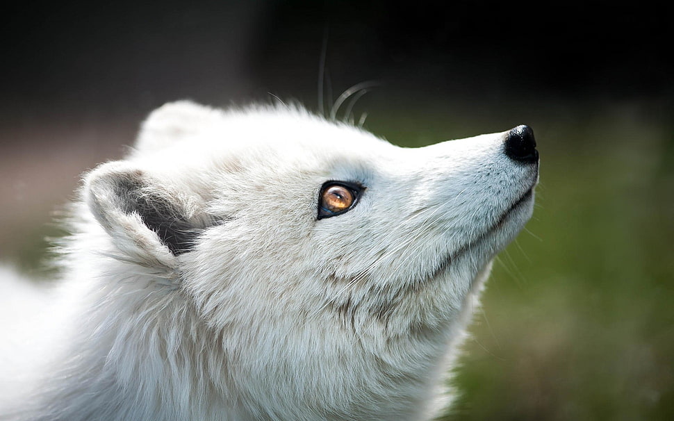 white and black tabby cat, arctic fox, animals, nature, blurred HD wallpaper