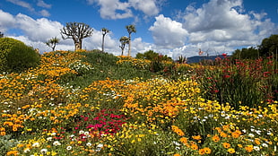 daisy flowers lot