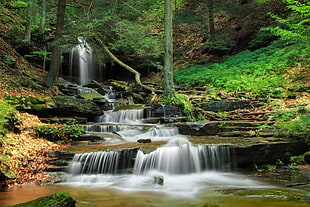 river between trees