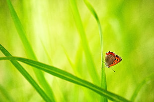 selective photography of orange and black butterfly on green leaf plant HD wallpaper