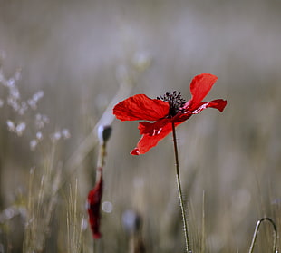 shallow focus photography of red flower