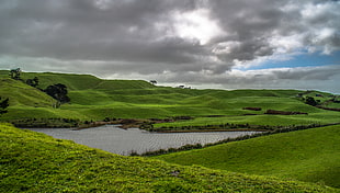 grass covered hill landscape, auckland