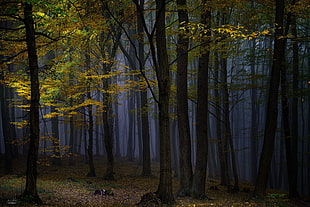 green leaf tree, nature, landscape, photography, forest