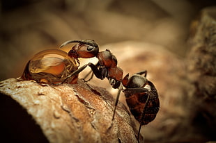 red and black ant, nature, water drops, macro, depth of field