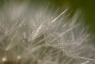 water dew drops forming on white plant