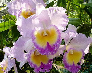 scenery of white and purple flowers