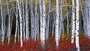 red flower field, nature, wood, trees, forest