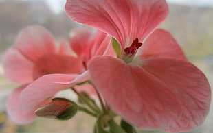 pink Geranium flower in closeup photo HD wallpaper