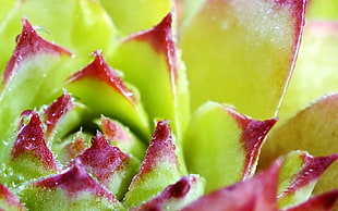 pink and green flowers