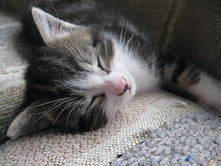 silver tabby cat lying in brown textile