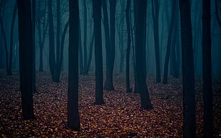 silhouette photo of trees in forest