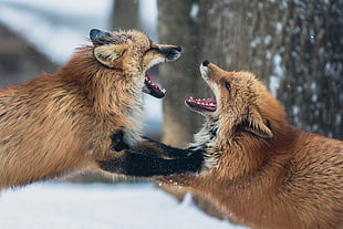 two beige foxes, Foxes, Couple, Playful