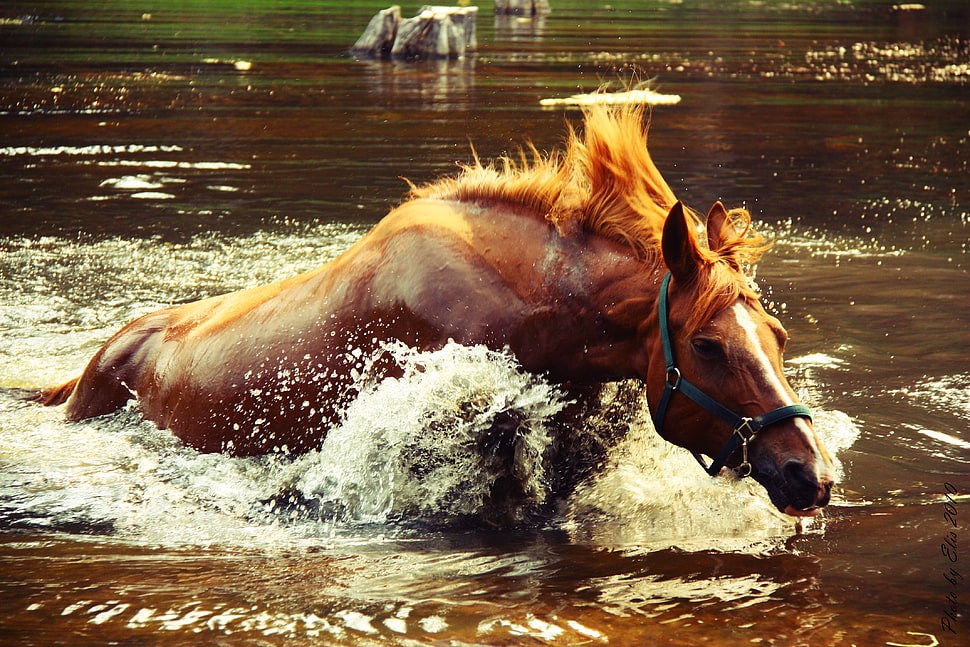 brown Horse in water HD wallpaper