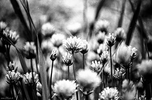 grayscale photography of flowers