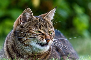 selective focus photo of brown tabby cat