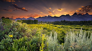 green leafed plants, sunset, landscape, sky, clouds