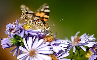 brown butterfly on purple daisies