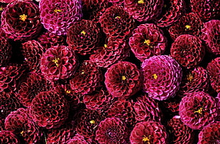 macro shot photography of pink flowers during daytime