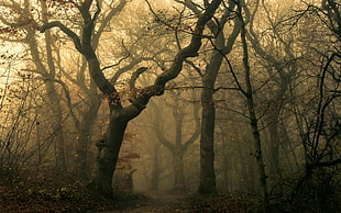 bare trees covered by fog HD wallpaper