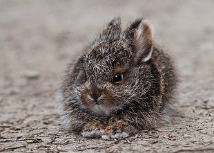 gray rabbit