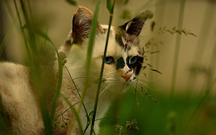 wildlife photography of short fur white and black cat