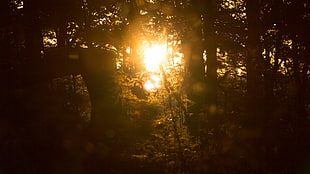 black and brown wooden frame, backlighting, forest, nature, sunlight