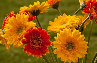 yellow and red flowers