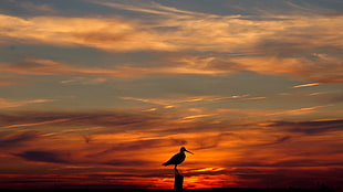 silhouette of a bird during golden hour HD wallpaper