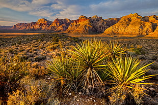 green leaf plant and brown mountain during daytim