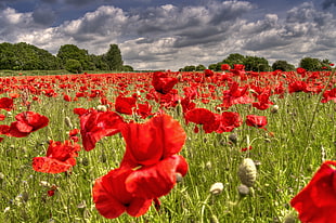 red Poppy flower field during daytime HD wallpaper