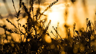 black and brown tree branch, sunset, bokeh, plants, sunlight