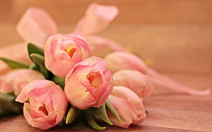 bouquet of pink peony