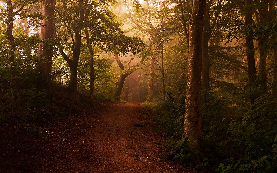 brown soil pathway surrounded with trees HD wallpaper