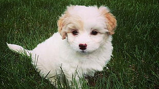 white and brown short coat puppy on green grass field
