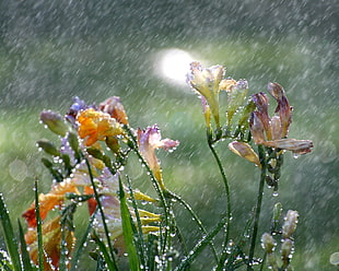 multi-colored flower lot, freesia