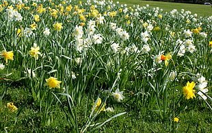 photography yellow and white clustered flower field