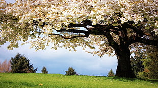 Cherry Blossoms tree on green grass field HD wallpaper