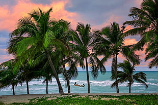 green leafed trees, Caribbean, tropical, beach, Cuba