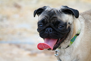 fawn pug puppy showing tongue at daytime HD wallpaper