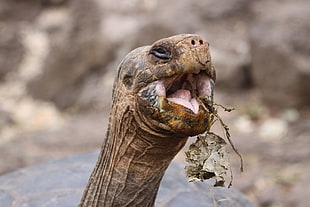 brown Snapping turtle eating leaves HD wallpaper