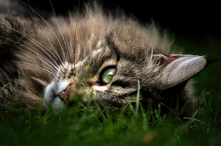 brown and black fur cat, animals, cat, closeup, Maine Coon