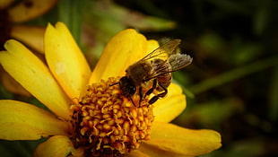 bee and yellow petaled flower, flowers, insect, bees HD wallpaper
