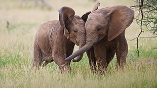 two brown elephants, baby animals, animals, elephant HD wallpaper