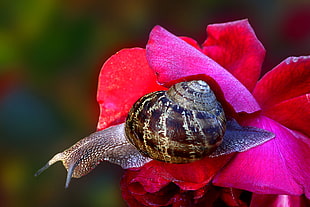 brown and black snail on red flower HD wallpaper