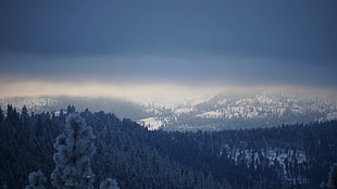 snow covered forest near rock formation