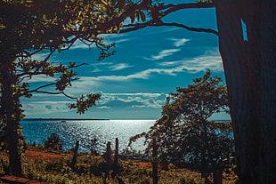 blue sea, River, Shore, Trees HD wallpaper