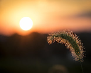 focus photography of cat tail plant with golden sun background